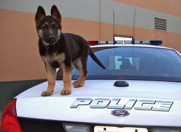 Premier jour avec la patrouille pour ce "K-9".