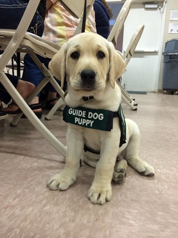 Un futuro cane da guida che indossa con orgoglio la sua pettorina.