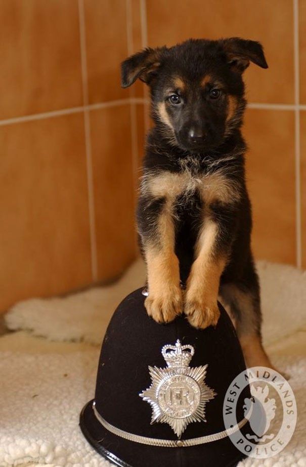 7 Wochen alt und schon ein Modell-Azubi der Polizei der West Midlands