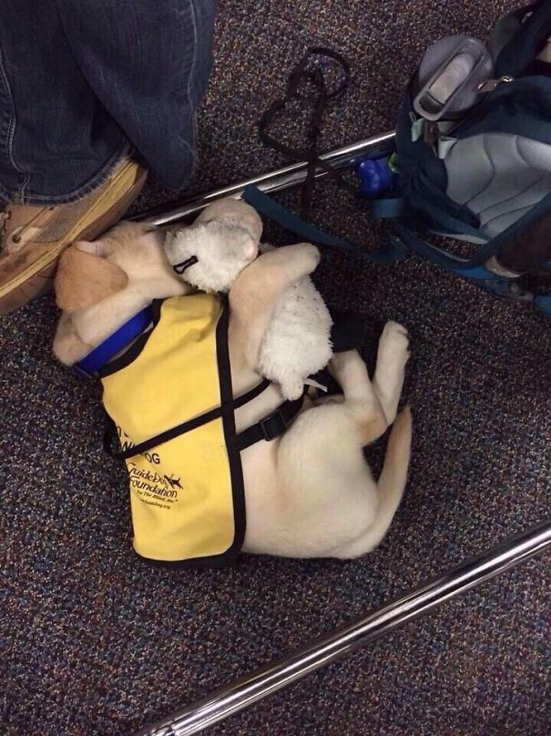 Un futur chien guide qui se repose avec sa peluche après une journée de travail épuisante.