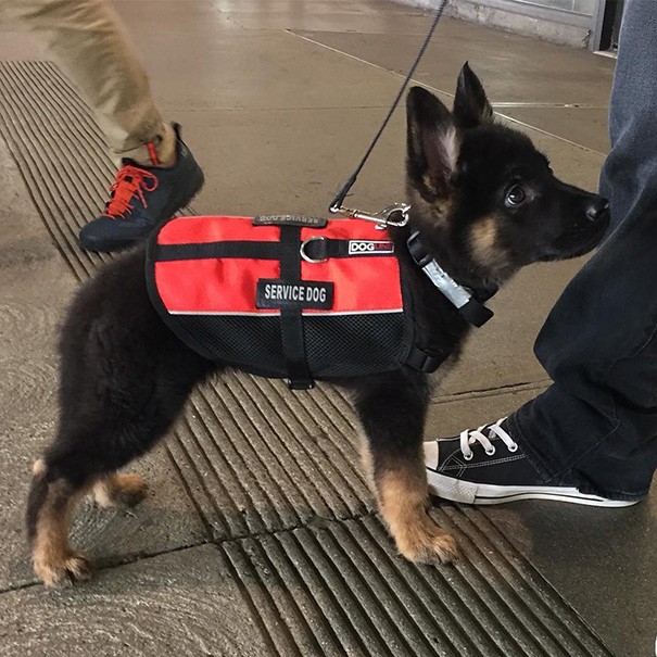 Und der Preis für den süßesten Assistenzhund geht an...