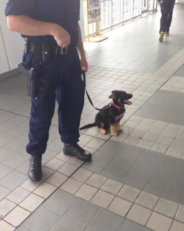 Un jour, je serai un excellent chien policier!