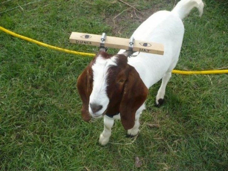 7. La chèvre se coinçait continuellement les cornes dans la clôture, ainsi le propriétaire a décidé de résoudre le problème comme ceci...