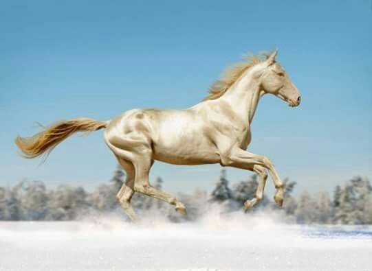 L'Akhal-Teke deriva dal cavallo turcmeno, che si è sviluppato nelle steppe dell'Asia Centrale