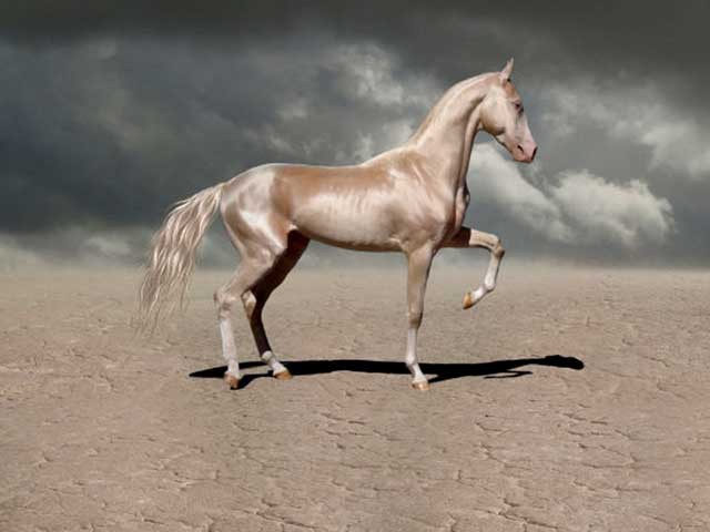Viene considerato il cavallo più bello al mondo: ecco il segreto del suo mantello d'argento - 5