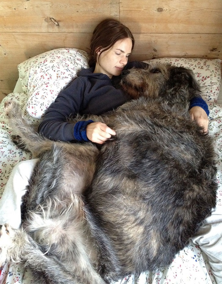 17. De Ierse Wolfshond, de perfecte manier om jezelf warm te houden.