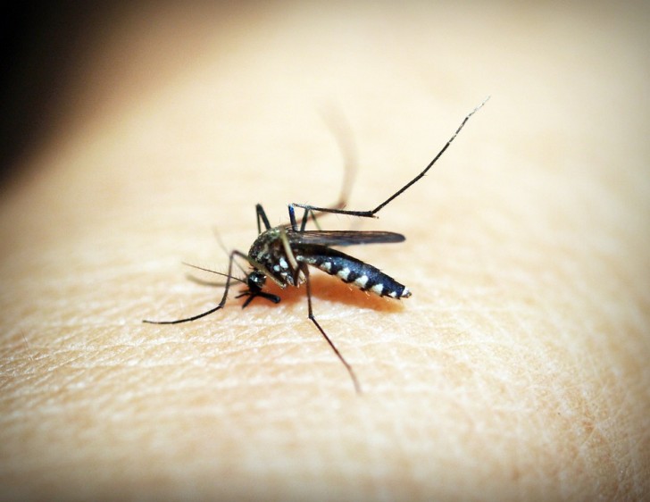 Quando vieni morso da una zanzara prova a scaldare un cucchiaio e ad appoggiarlo sul pizzico: arresterà la reazione e anche il prurito.