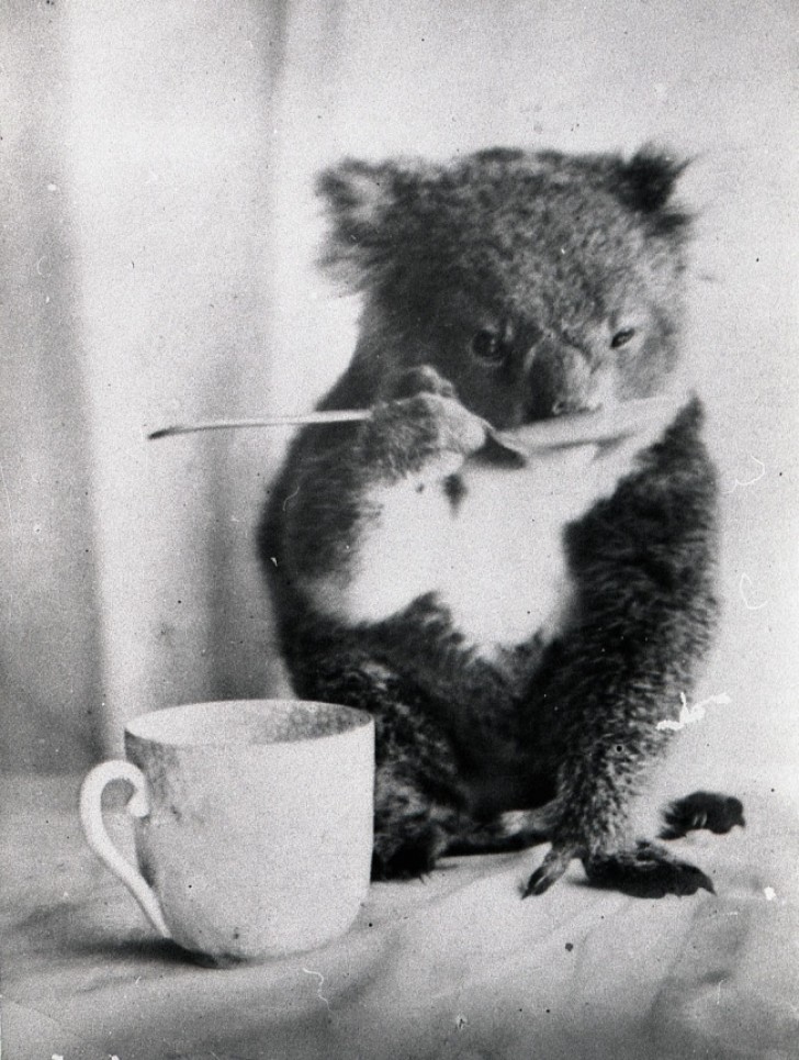 Un koala beve dal cucchiaio nell'Australia del 1900.