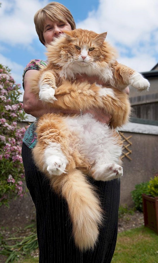 Qui ne rêve pas de s'endormir dans le canapé avec un gros chat comme ça ?