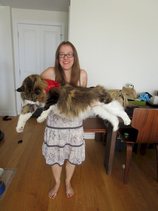 These cats are all distinguished by their enormous size