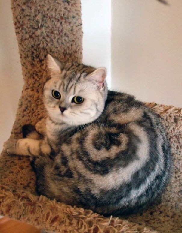 9. Un gatto spirale, che però sembra anche una golosa ciambella!