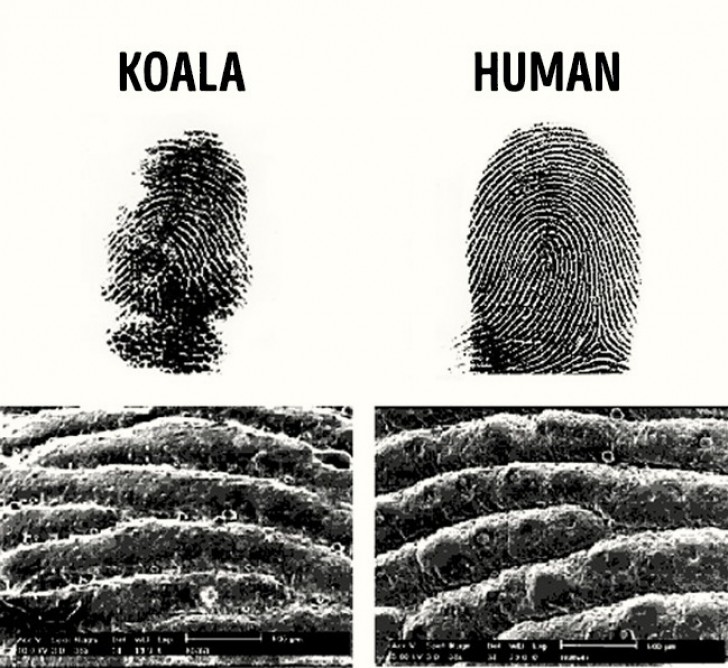 15. I Koala hanno un'impronta digitale diversa per ogni esemplare, proprio come l'uomo.