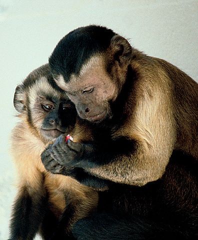 17. La prima cosa che fanno le scimmie quando si guardano allo specchio è controllare le parti intime.