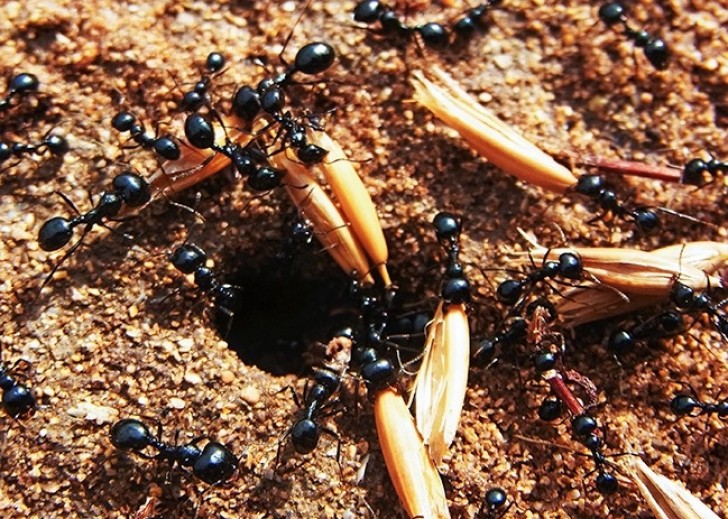 4. Il rapporto sulla Terra tra persone e formiche è di 1,6 milioni : 1.