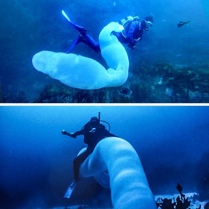 8. Il Pyrosome è un verme vuoto di 30 metri che vive nell'oceano.