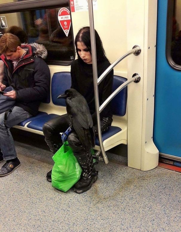Dans le métro avec un corbeau. C'est quelque chose qu'on voit tous les jours.