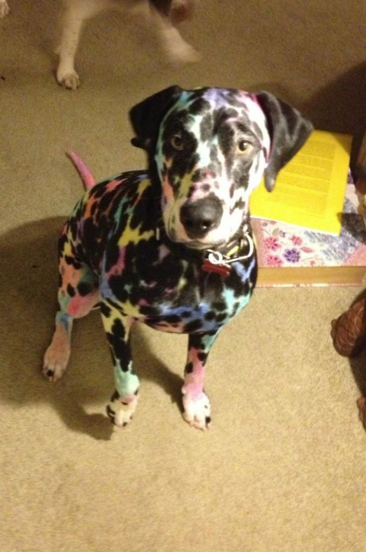 Black spots and white spaces? Naturally, according to the logic of this child, the dog MUST be colored.