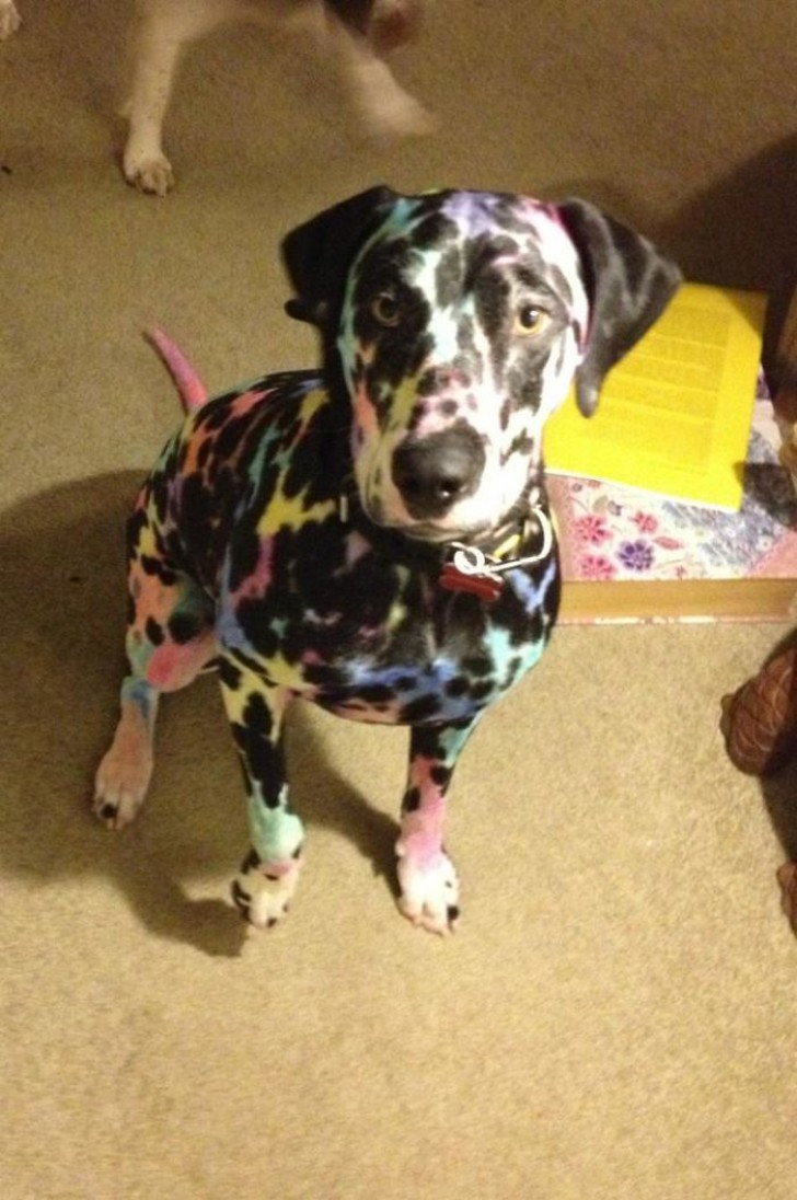 Manchas negras y espacios blancos: segun la logica de este niño el perro DEBIA ser de coores.