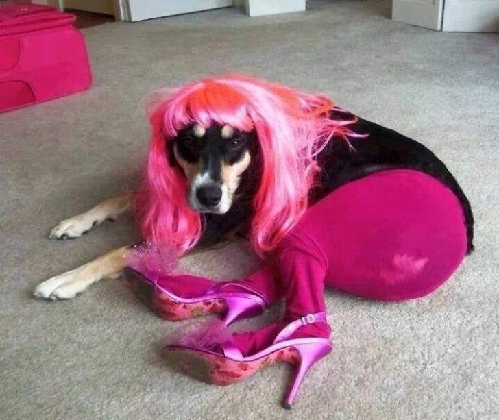 Un chien devenu drag queen.