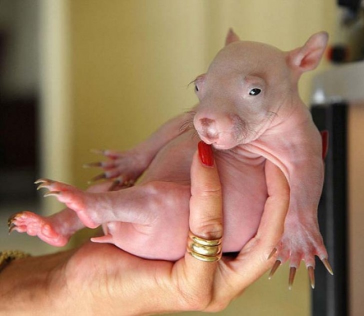 13. Ein kleiner unschuldiger Wombat