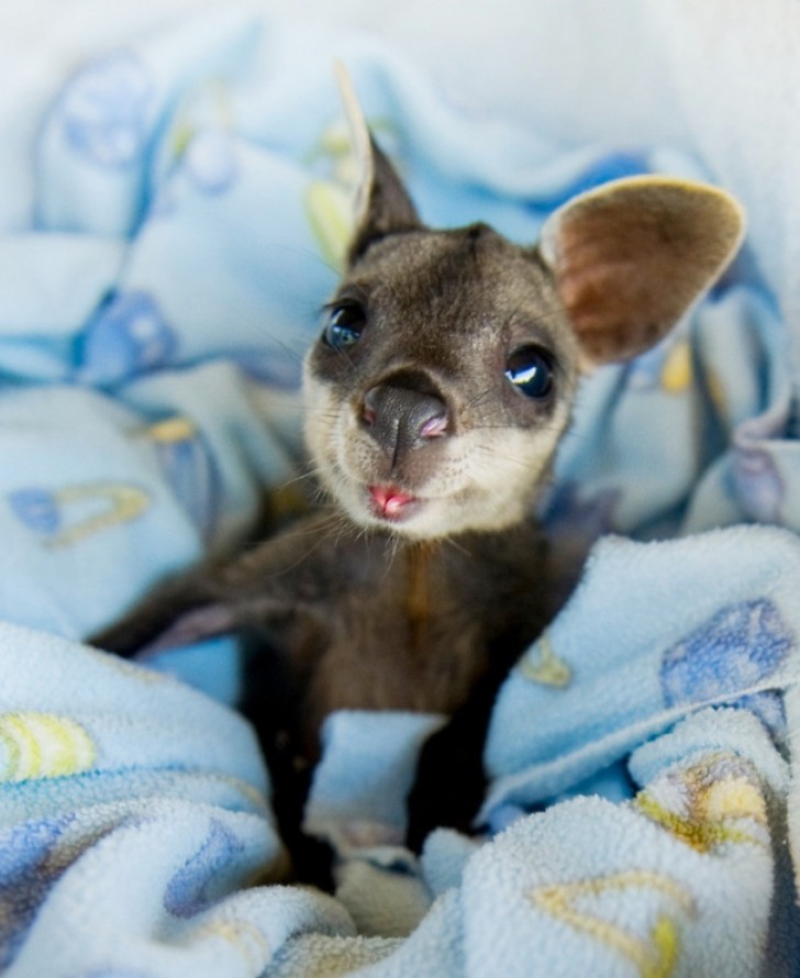 2. Een kangoeroe in een deken.
