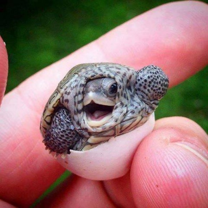 3. Een schildpad die net heeft leren zwemmen!
