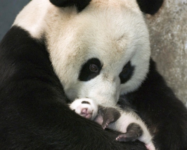 8. Das Neugeborene wird von Mutter Panda geknuddelt...
