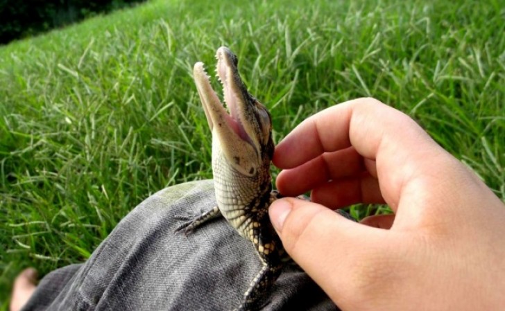 9. Anche i coccodrilli sono adorabili quando sono piccoli!