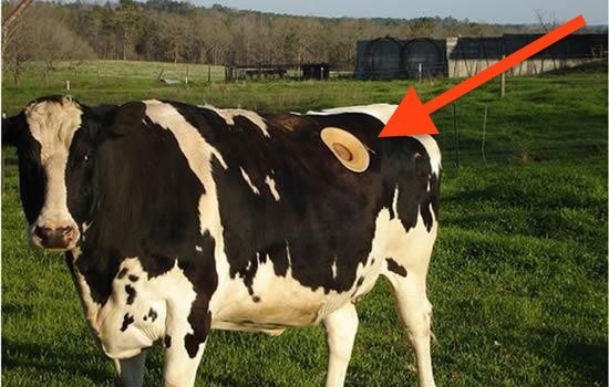 La fistulation des vaches est pratiquée depuis 1920 et est utilisée pour surveiller et analyser le processus digestif de l'animal.