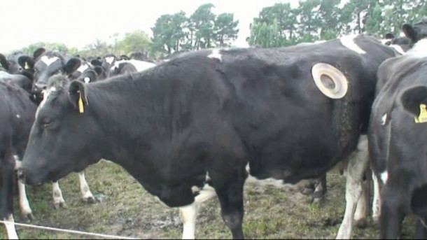 Die Züchter verwenden die Fistel dazu, um die beste und verdaulichste Mischung aus Hafer zu finden.