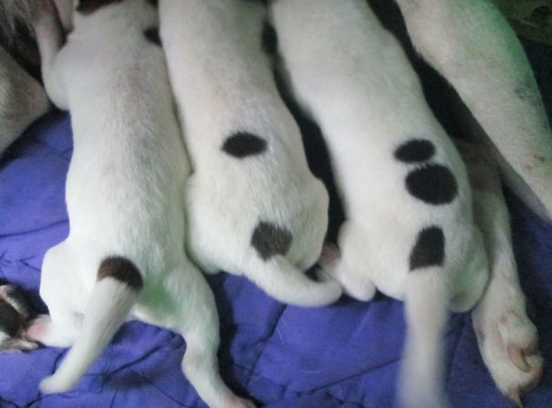 4. Tre cuccioli ognuno con un numero crescente di pois neri.