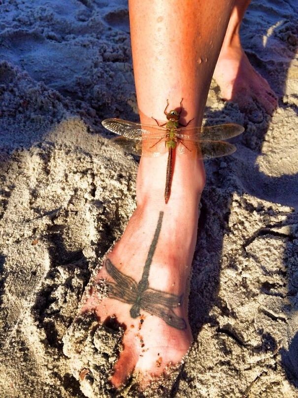 8. Een libelle is neergestreken op iemands voet met daarop een tattoo van een libelle.