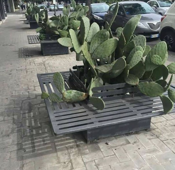Bekväm parkbänk... om man gillar att bli riven av kaktusar!
