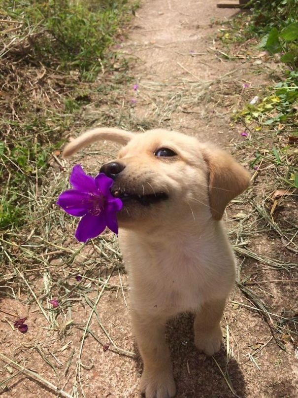 1. Un fiore per te!