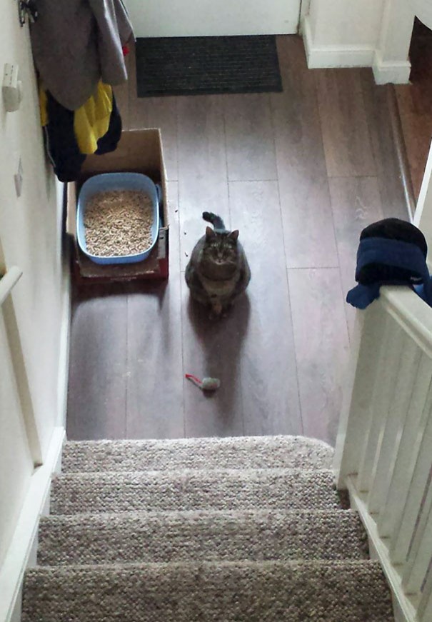 14. Je vous présente Henry: tous les matins, il se montre en bas de l'escaliers et me montre le fruit de sa chasse nocturne... Une fausse souris.