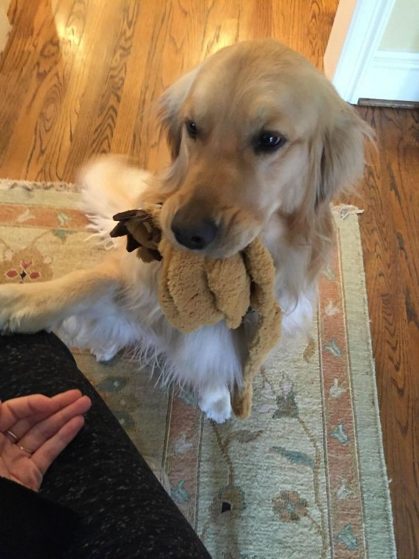15. Le chien de ma copine apporte un jouet à quiconque sonne à la porte.