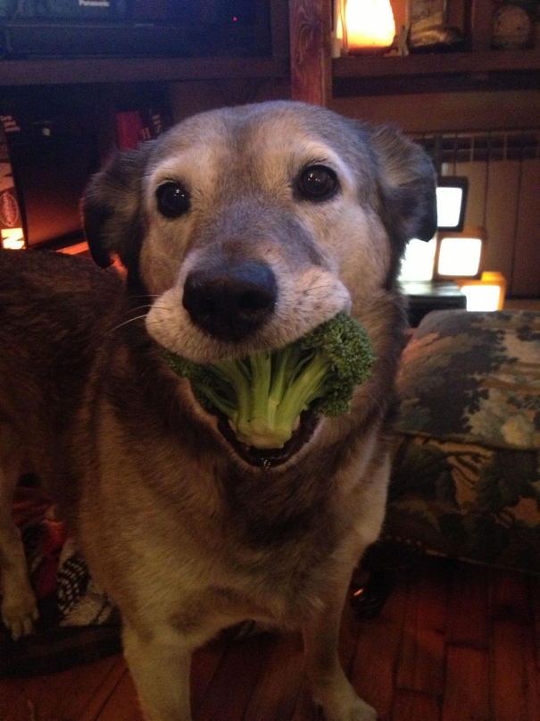 16. Ehi umano ti ho portato un broccolo dall'orto!