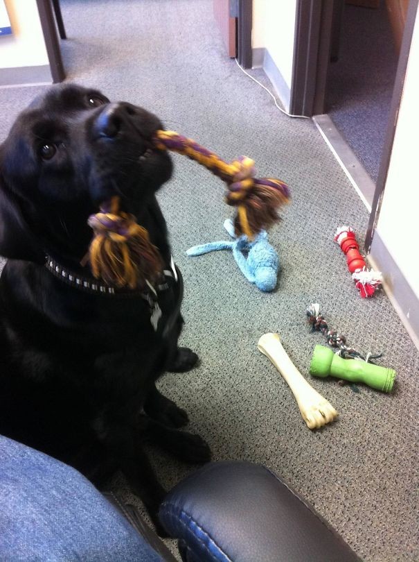 9. Mon dernier jour au bureau: le chien du collègue essaie de me retenir avec ses jeux.
