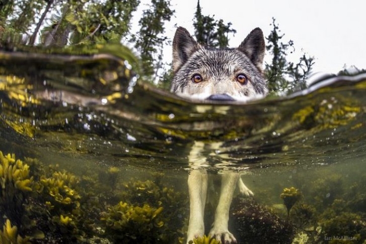 Voici les rares loups "de mer" qui vivent dans l'océan et peuvent nager pendant des heures. - 2