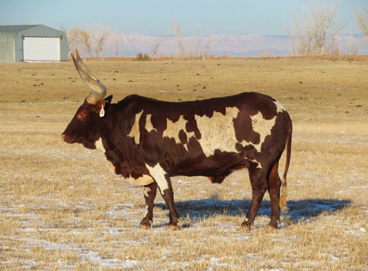 Questa mucca ha dei buchi!