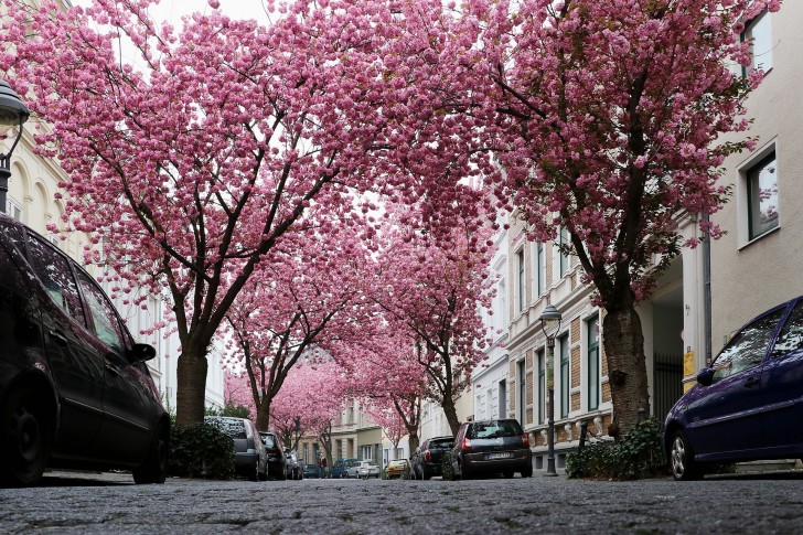 7. Blossoming cherry trees on the streets of Bonn, Germany