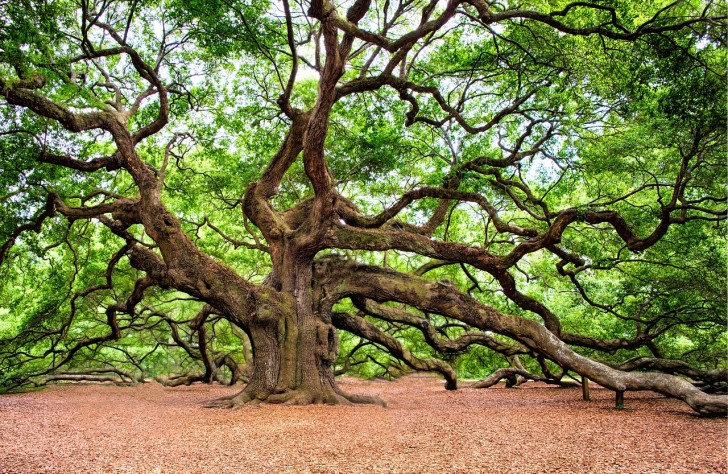 8. The "Angel Oak Tree" on Johns Island in Charleston County, South Carolina (USA)