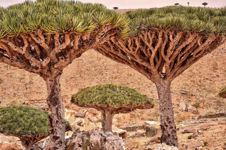 9. The "The Dragon's Blood" trees located on the island of Socotra (Yemen)