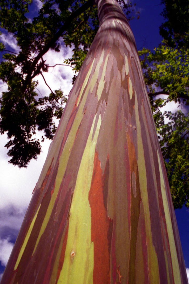 10. The "Rainbow Eucalyptus Trees Kauai" can be seen at the Keahua Arboretum in Kauai, Hawaii.