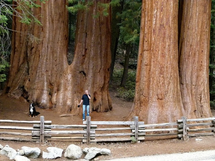 12 trees among the oldest and most majestic trees on planet Earth! - 21