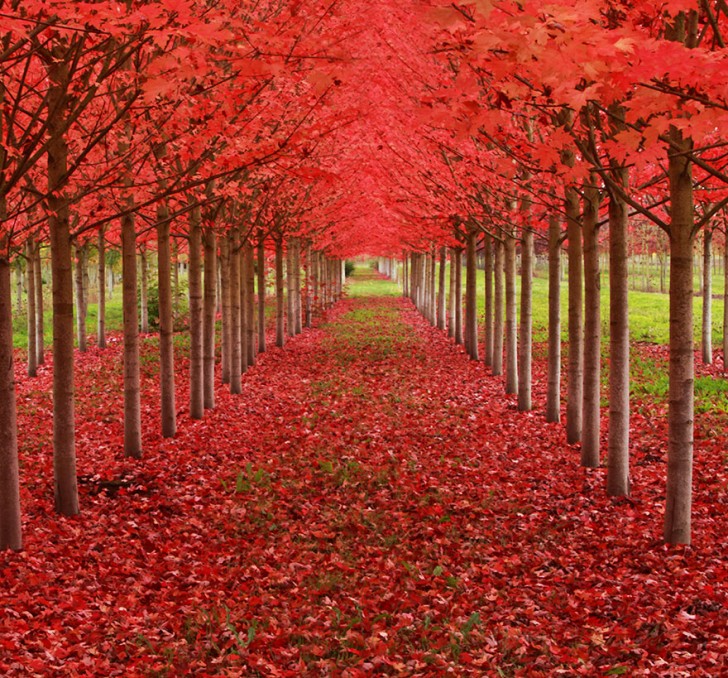 3. The famous Maple Tree Tunnel in Oregon