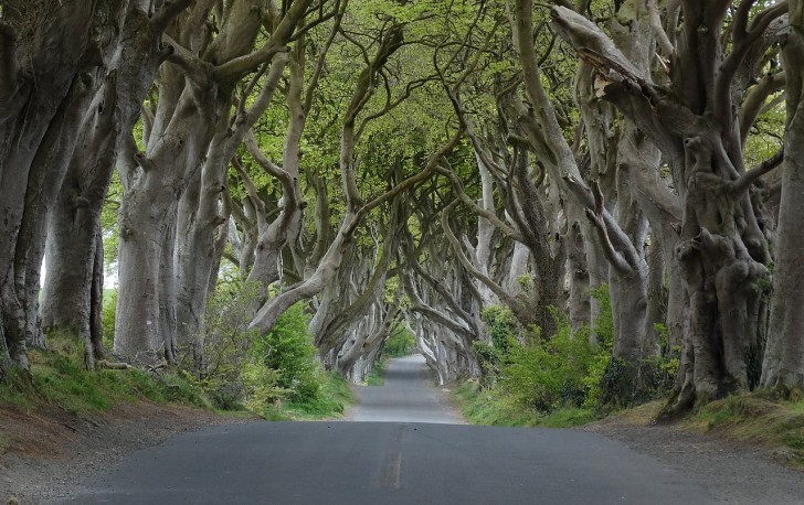 4. "The Dark Hedges" is an iconic road in Ireland (also featured in the TV series "The Game of Thrones").