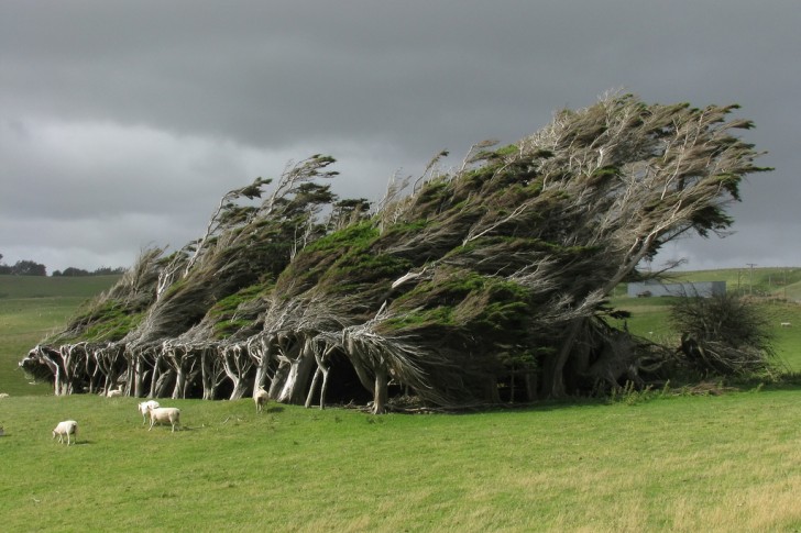5. Gli alberi scolpiti dal vento di Slope Point in Nuova Zelanda