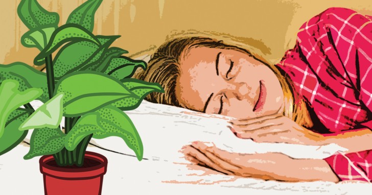 Hier 9 Pflanzen die zu einem guten Schlaf beitragen: