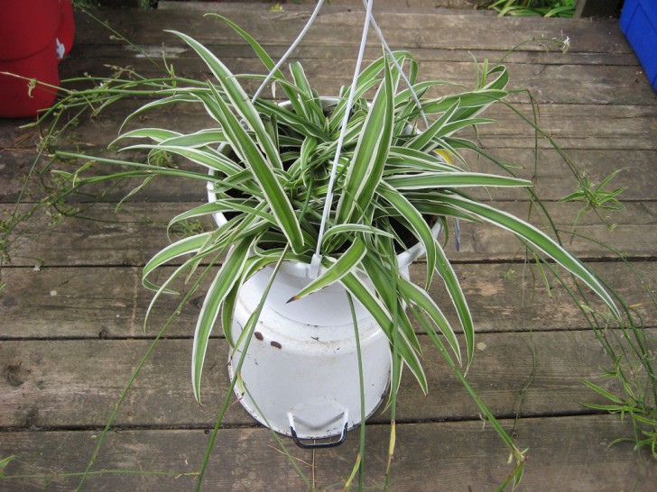 3. Chlorophytum ou plante araignée